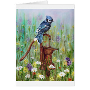 Bluejay: peaceful Perch