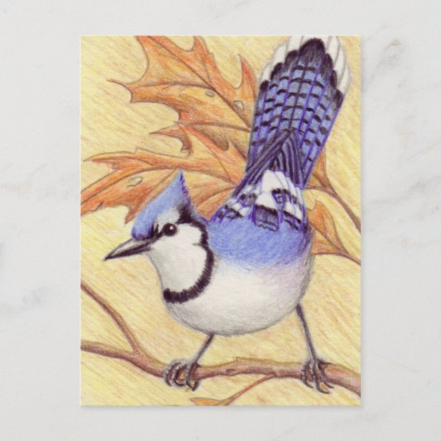 Bluejay postcard (Front)