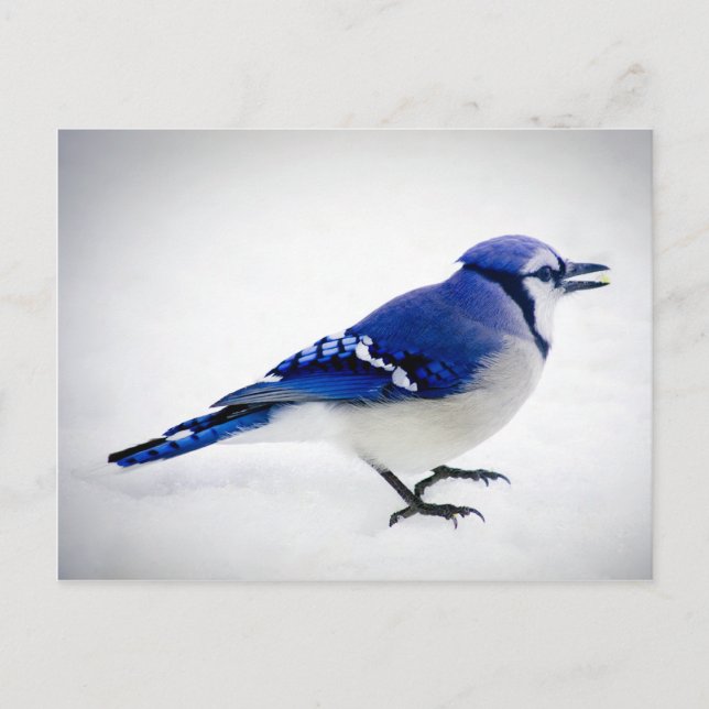 BlueJay Postcard (Front)