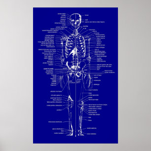 Blueprint Style skeleton Poster