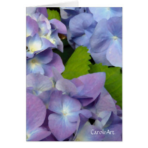 Bluest Blue Hydrangeas