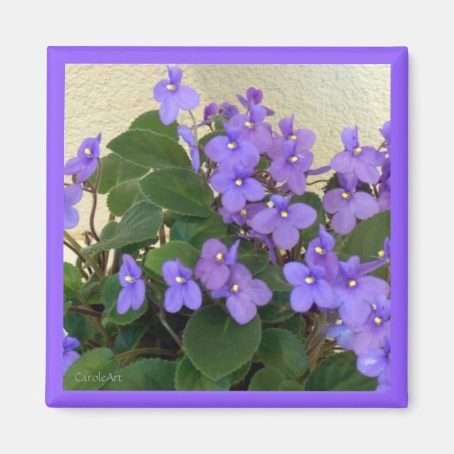Bluest Blue Violets Magnet (Front)