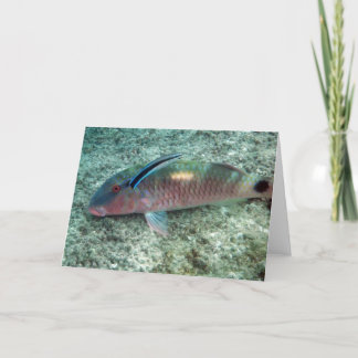 Bluestreak Cleaner Wrasse (Labroides dimidiatus) Card