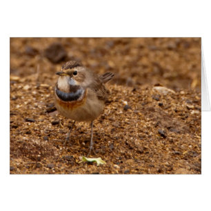 Bluethroat, Blaukehlchen, Luscinia svecica
