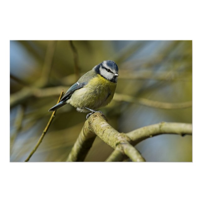 Bluetit portrait  poster (Front)