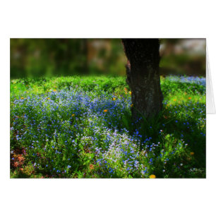 Bluets in the sunlight