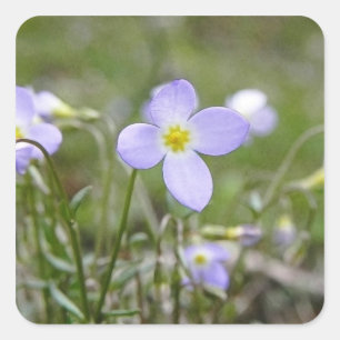 Bluets - Quaker Ladies Square Sticker