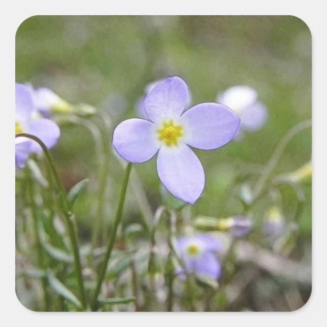 Bluets - Quaker Ladies Square Sticker (Front)