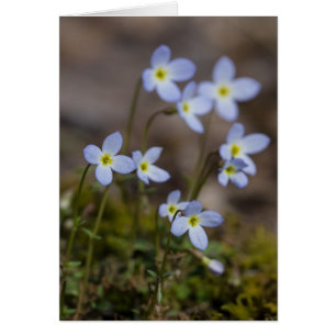 Bluets Spring Wildflower Card