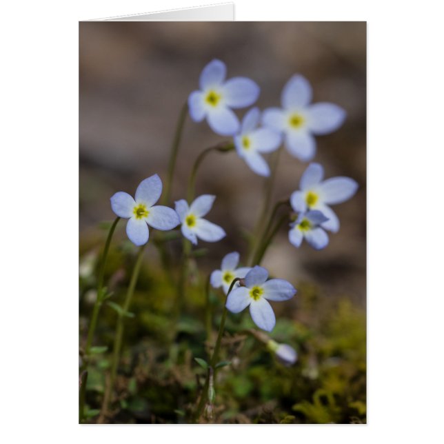 Bluets Spring Wildflower Card (Front)