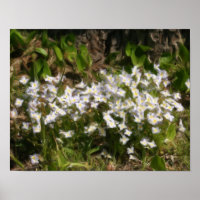 Bluets Tiny Blue Flowers Oil Photo Painting