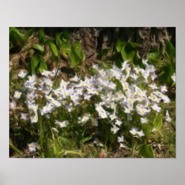 Bluets Tiny Blue Flowers Oil Photo Painting Poster (Front)