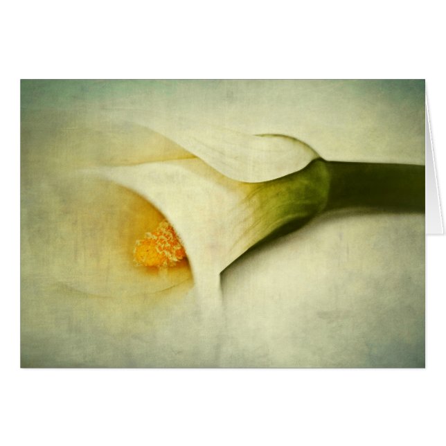 Blurred (Front Horizontal)