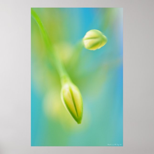 Blurred Curiosity Poster (Front)