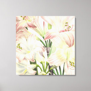Blush Lilies Canvas Print