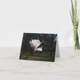 Blush Magnolia Bloom Fine Art Note Cards – Elegant