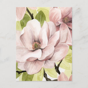 Blush Magnolia Flowers Postcard