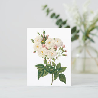 Blush Noisette Rose by Redoute Invitation