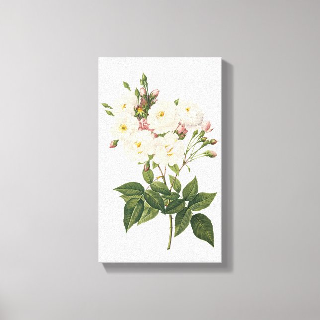 blush noisette rose(Rosa noisettiana) by Redouté Canvas Print (Front)