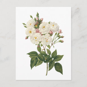 blush noisette rose(Rosa noisettiana) by Redouté Postcard