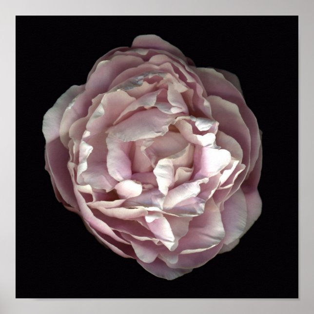Blush Peony Poster (Front)
