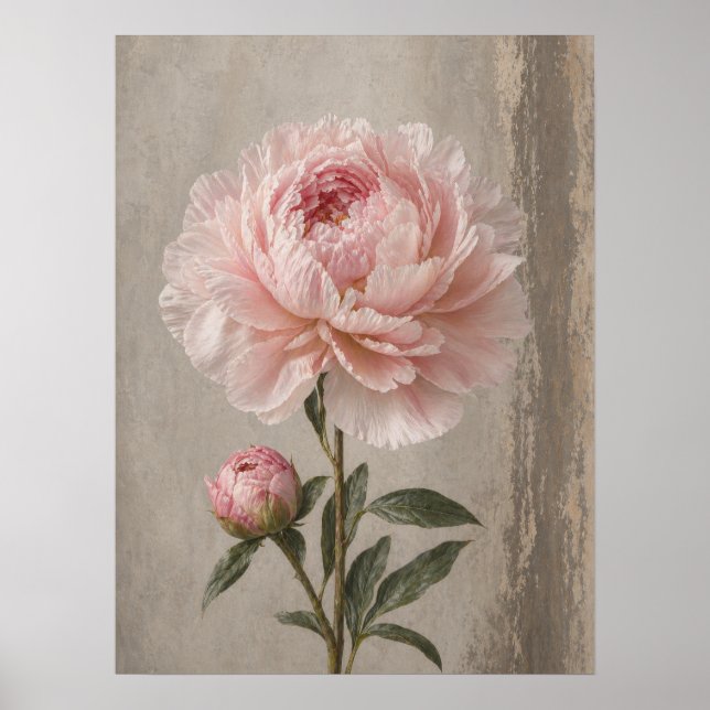 Blush Pink Peony Bloom with Bud Botanical Poster (Front)