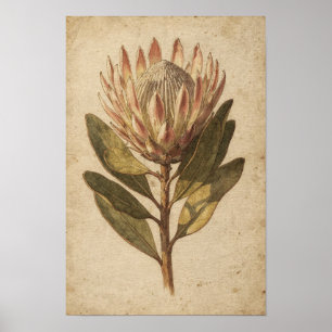Blush Protea Flower Botanical Poster