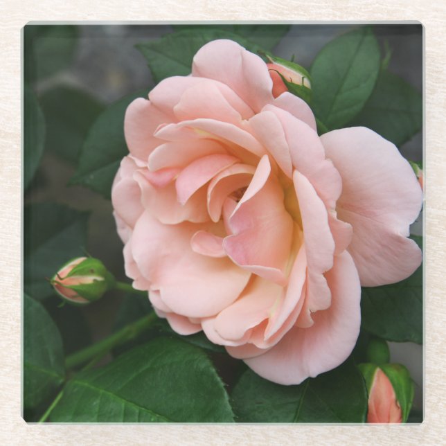 Blush Rose Floral Glass Coaster (Front)