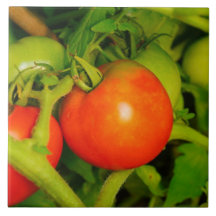 Blushing Beauties Kitchen Tile/Trivet