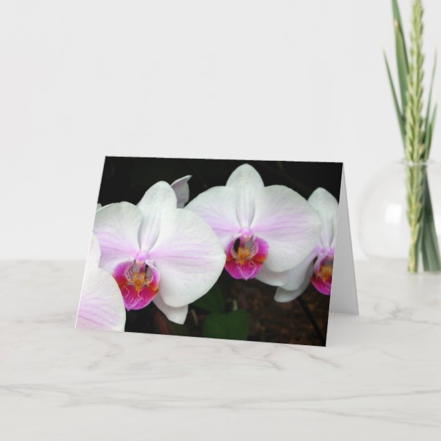 Blushing Bride Orchids Greeting Card (Front)
