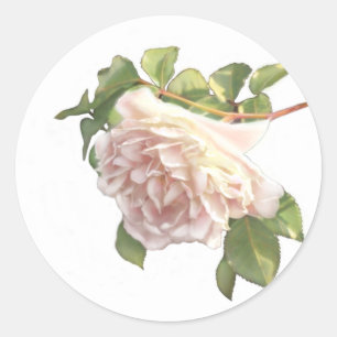 Blushing Ivory Peach Rose Classic Round Sticker