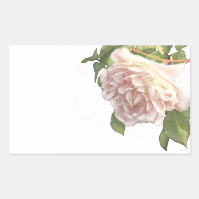 Blushing Ivory Peach Rose Sticker (Front)