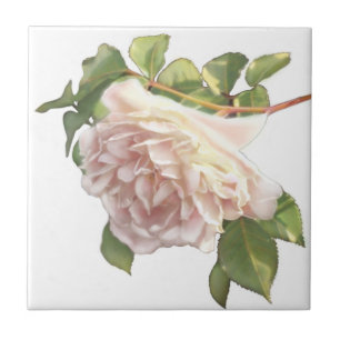 Blushing Ivory Peach Rose Tile