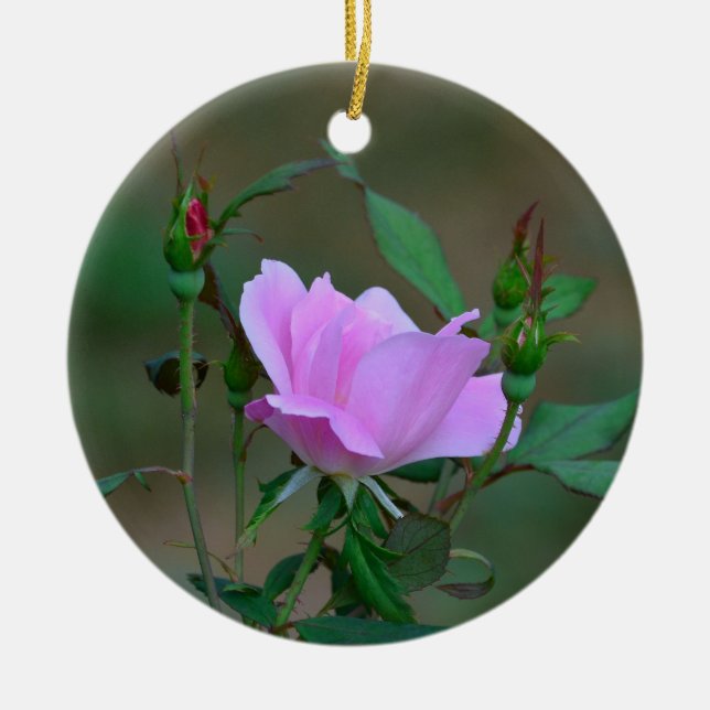Blushing Knockout Rose Ornament (Front)