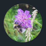 Blütenkraft – Runder Magnet mit Hummelmotiv<br><div class="desc">Ein kleiner Blickfang mit grosser Wirkung: Dieser runde Magnet zeigt eine Hummel auf einer violetten Skabiosenblüte – ein stiller Moment aus der Natur, eingefangen in lebendigen Farben. Ob am Kühlschrank, an der Magnetwand oder im Büro – dieser Magnet bringt einen Hauch von Sommer, Natur und Achtsamkeit in deinen Alltag. Gedruckt...</div>