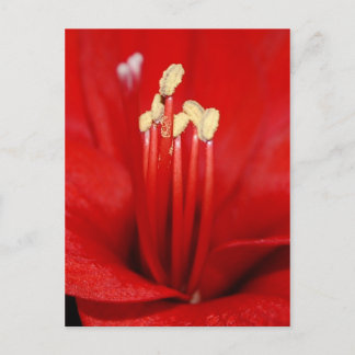 Blütenstaub Postcard