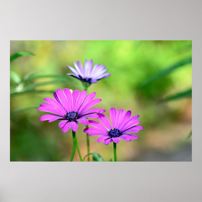 Blütentraum Poster (Front)