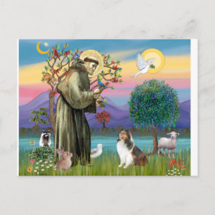 Bndr-StFrancis-Sheltie-Leah-nocat Postcard