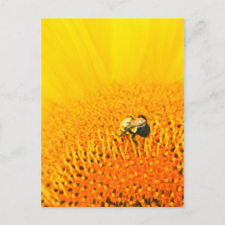 BNo2: Bee-licious Number 2 Postcard