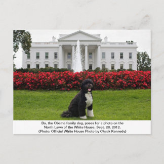 Bo- La carte postale du chien de la famille Obama