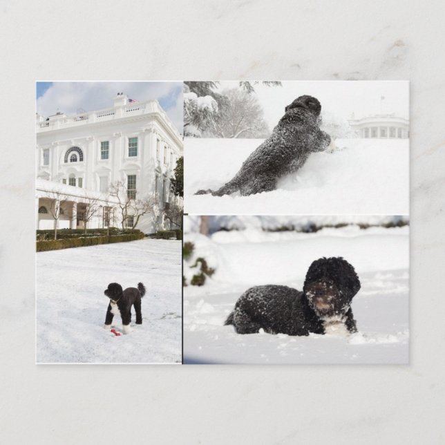 Bo "Le chien de la famille Obama" dans la carte po (Devant)