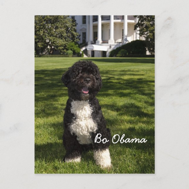 Bo Obama Postcard (Front)