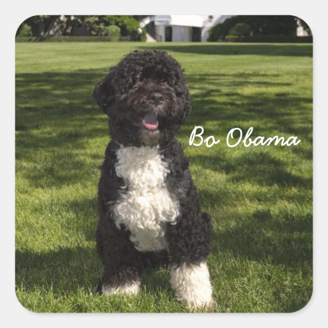 Bo Obama Square Sticker (Front)
