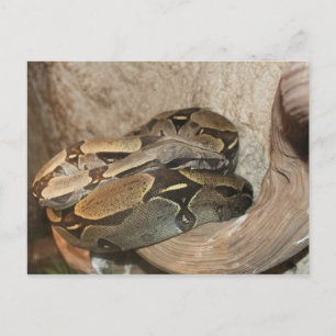 Boa Constrictor # 2 Postcard