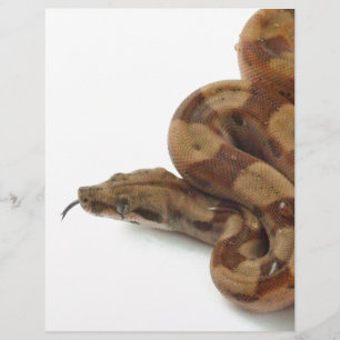 Boa Constrictor Coiled, Flicking Tongue