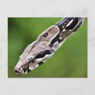 Boa Constrictor Postcard