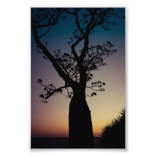 Boab Tree Silhouette at Sunset Photo Print