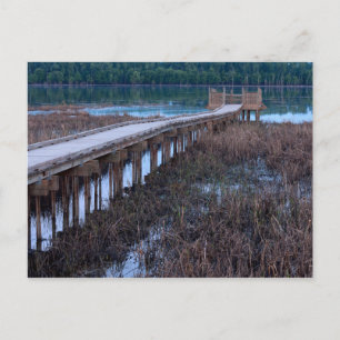 Boardwalk Above Bog in Bloomington Refuge Postcard