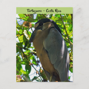 Boat-billed Heron in Tortuguero - Costa Rica Postcard