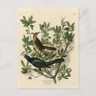 Boat-tailed Grackle - Audubon's Birds of America Postcard